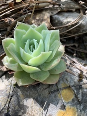 Echeveria simulans