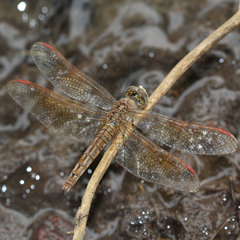 Brachythemis contaminata