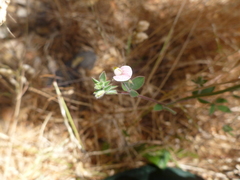 Acmispon americanus americanus