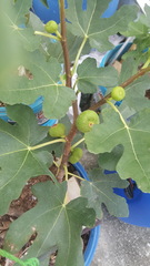 Ficus carica