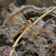 Brachythemis contaminata