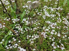 Valerianella longiflora