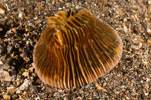 Pleuractis moluccensis observed 2024-04-05