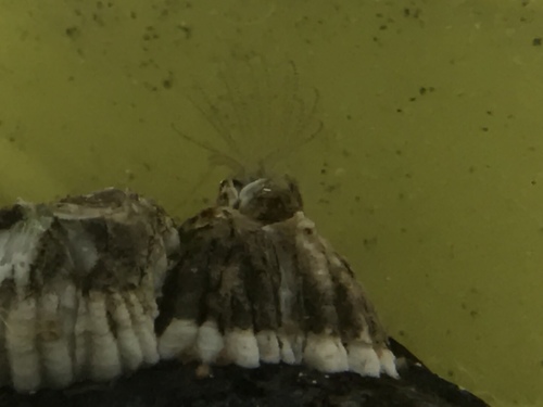 Northern Acorn Barnacle, photo 4 of 9