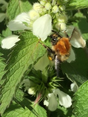 Bombus pascuorum
