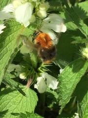 Bombus pascuorum