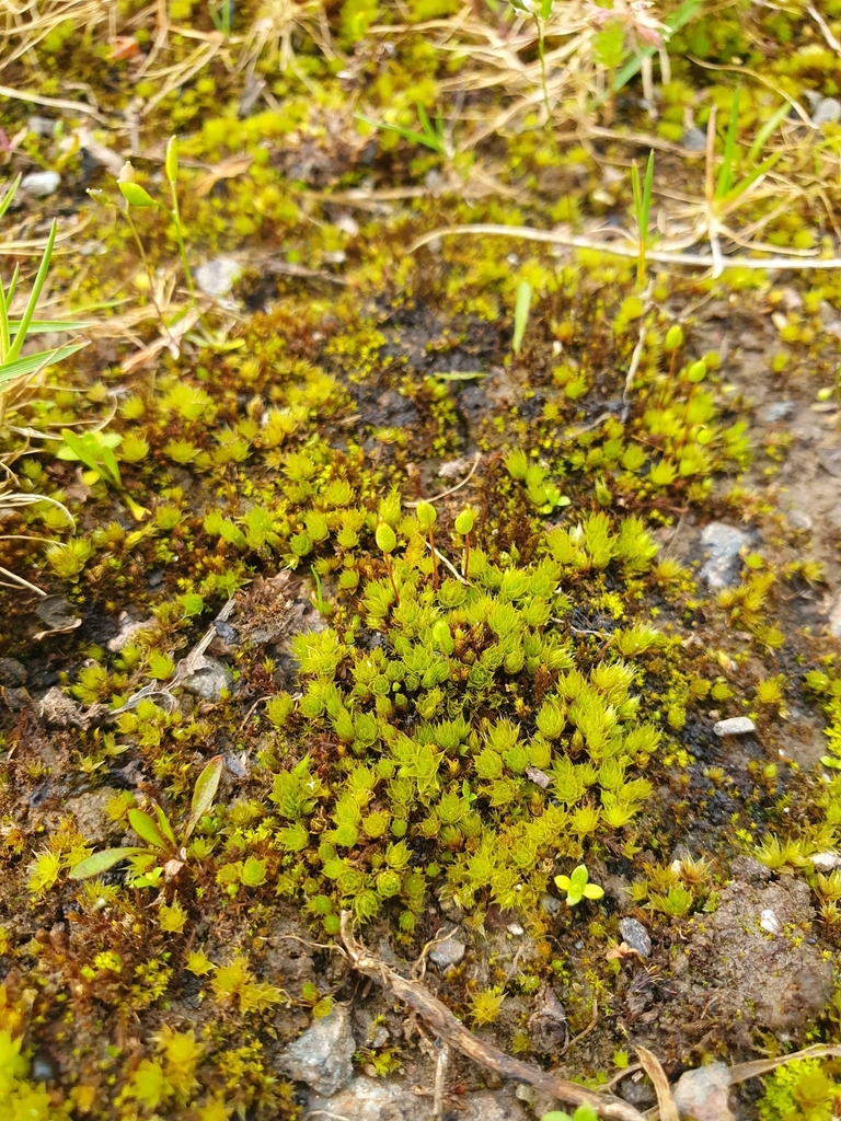 Drooping Bryum