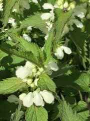 Lamium album