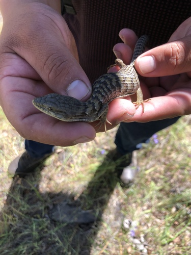 iNaturalist observation photo of Southern Alligator Lizard