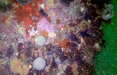 Aplidium circulatum