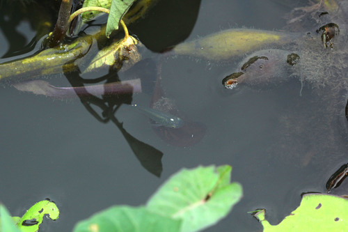 Aplocheilus armatus