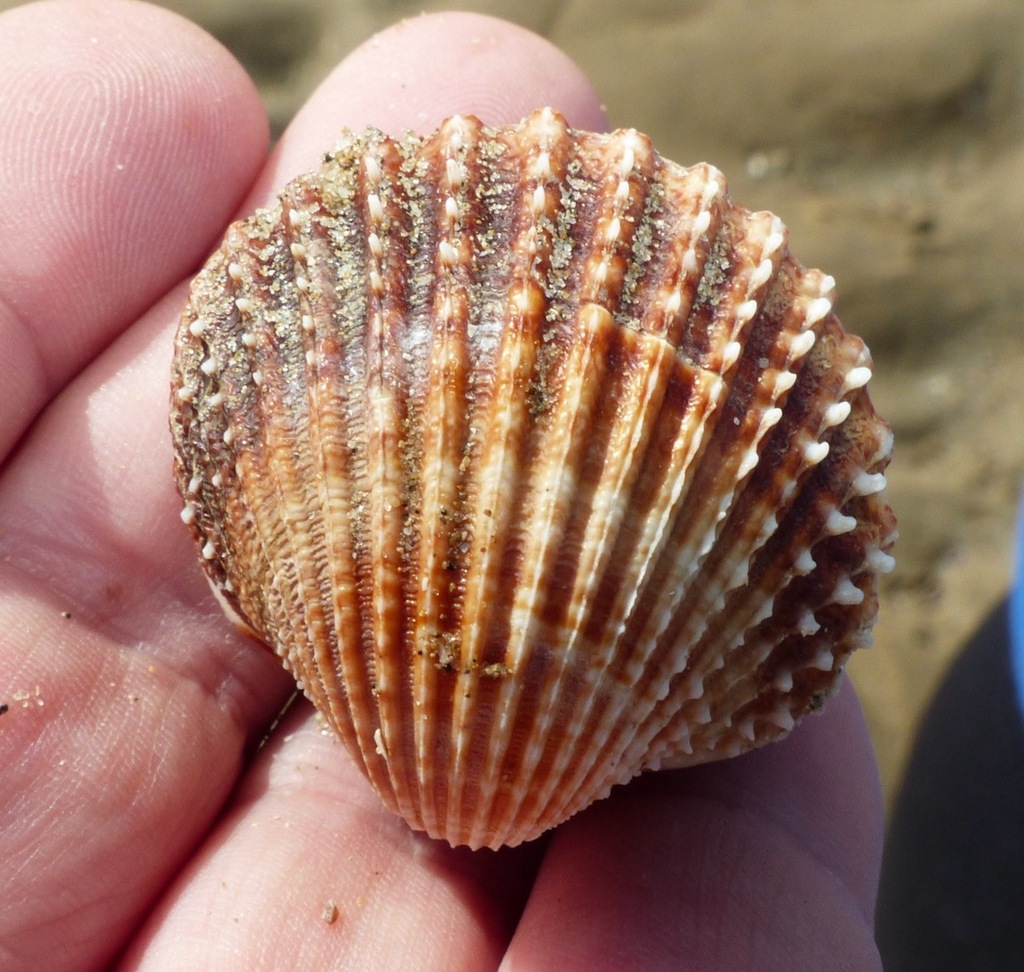 Prickly Cockle, photo 1 of 7