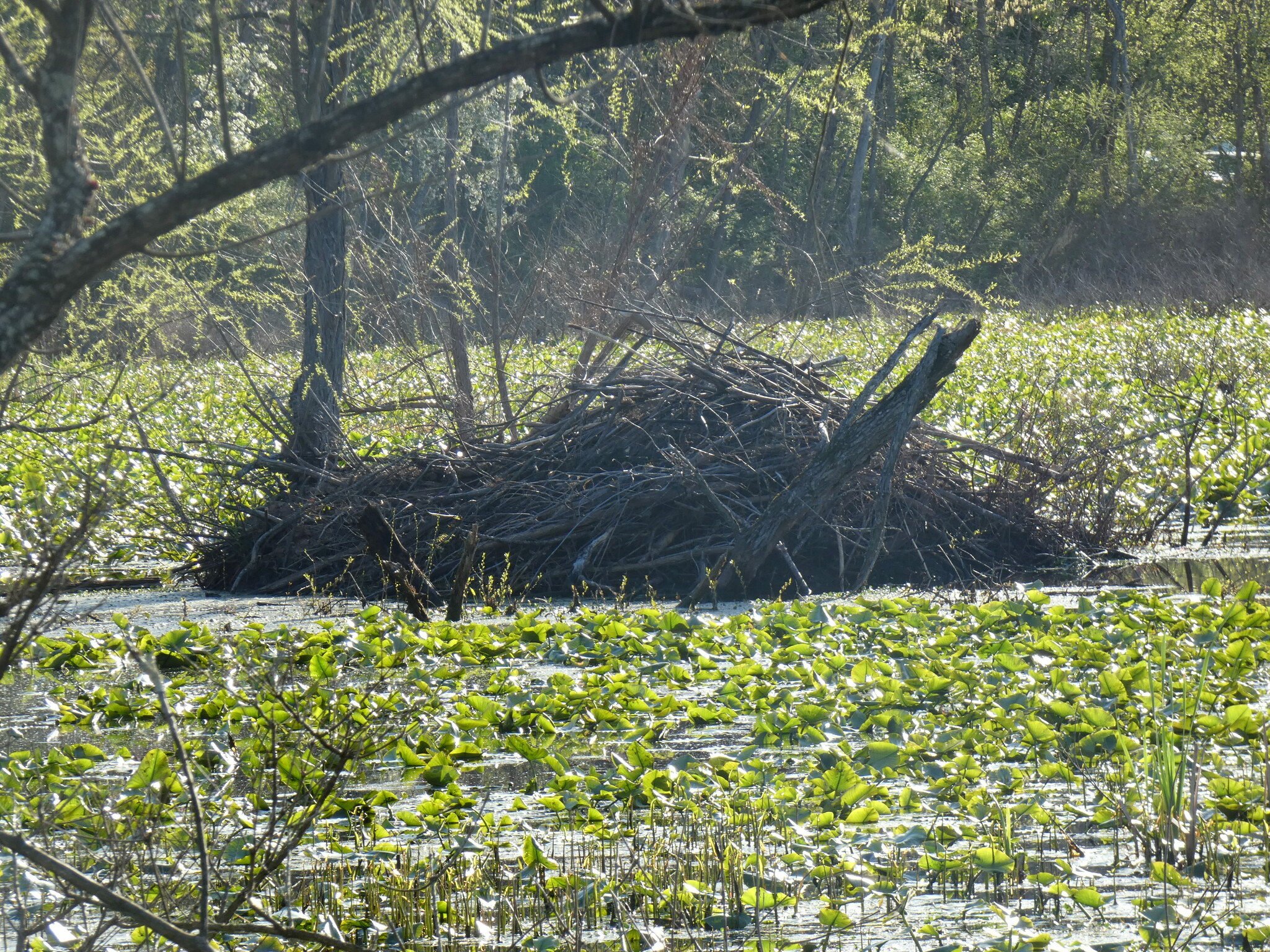 american beaver, castor, castor americano