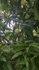 Mangifera indica