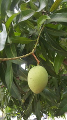 Mangifera indica