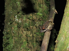 Pristimantis diadematus