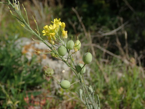 Image of Aurinia sinuata by (c) Daniel Cahen, some rights reserved (CC BY)