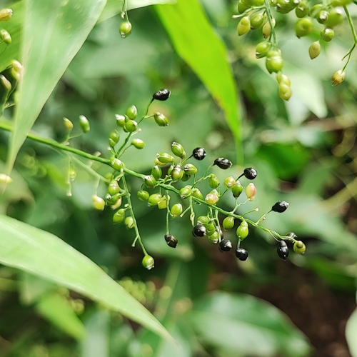 Image of Lasiacis ligulata by (c) Thomaz Ricardo Favreto Sinani, some rights reserved (CC BY)