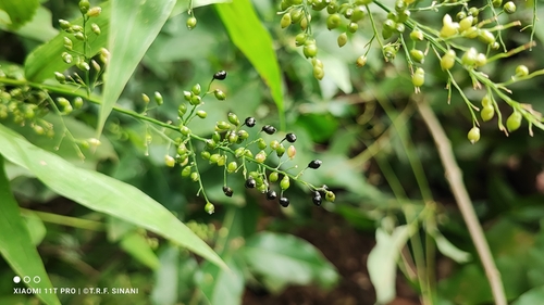 Image of Lasiacis ligulata by (c) Thomaz Ricardo Favreto Sinani, some rights reserved (CC BY)