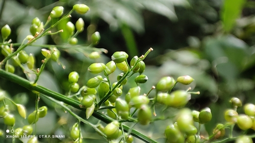 Image of Lasiacis ligulata by (c) Thomaz Ricardo Favreto Sinani, some rights reserved (CC BY)