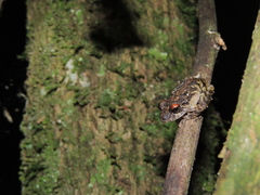 Pristimantis diadematus