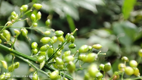 Image of Lasiacis ligulata by (c) Thomaz Ricardo Favreto Sinani, some rights reserved (CC BY)