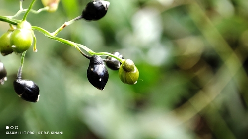 Image of Lasiacis ligulata by (c) Thomaz Ricardo Favreto Sinani, some rights reserved (CC BY)