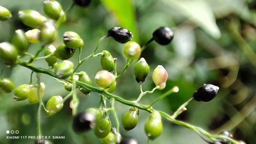 Image of Lasiacis ligulata by (c) Thomaz Ricardo Favreto Sinani, some rights reserved (CC BY)