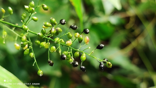 Image of Lasiacis ligulata by (c) Thomaz Ricardo Favreto Sinani, some rights reserved (CC BY)