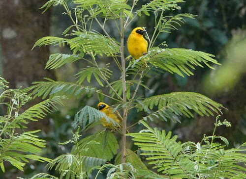 Bannerman's Weaver