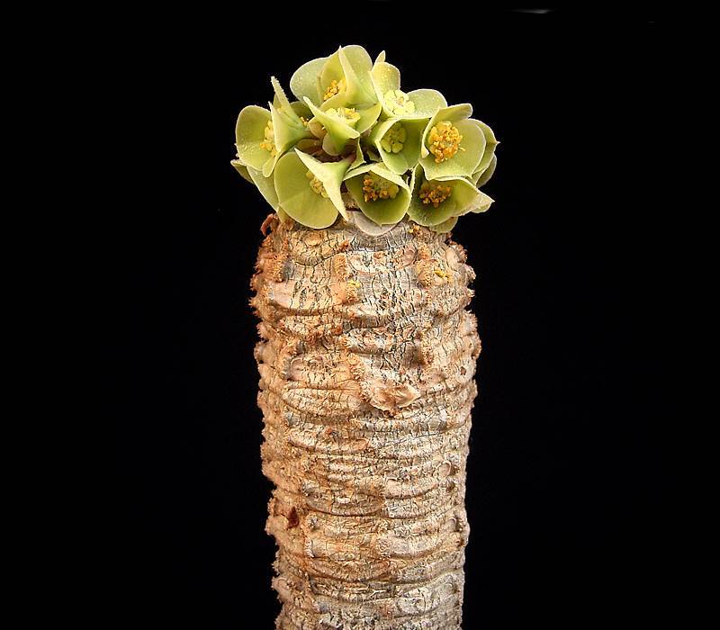Euphorbia alfredii