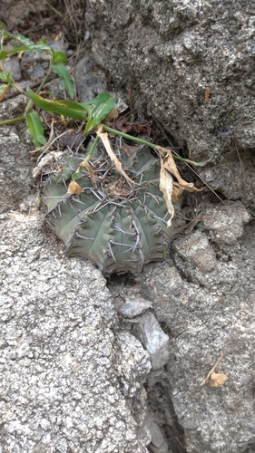 Gymnocalycium ochoterenae