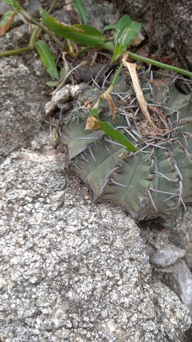Gymnocalycium ochoterenae
