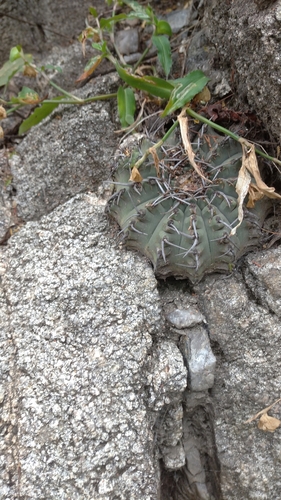 Gymnocalycium ochoterenae