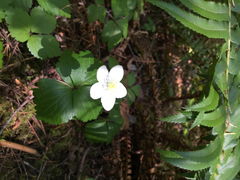Anemonastrum deltoideum