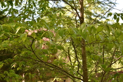Cornus florida rubra