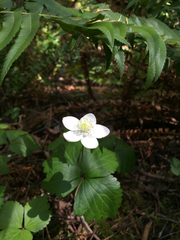 Anemonastrum deltoideum