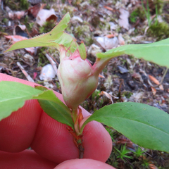 Contarinia cerasiserotinae
