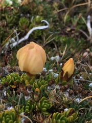 Gentianella rupicola