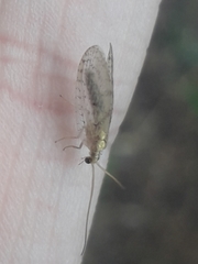 Hemerobius humulinus