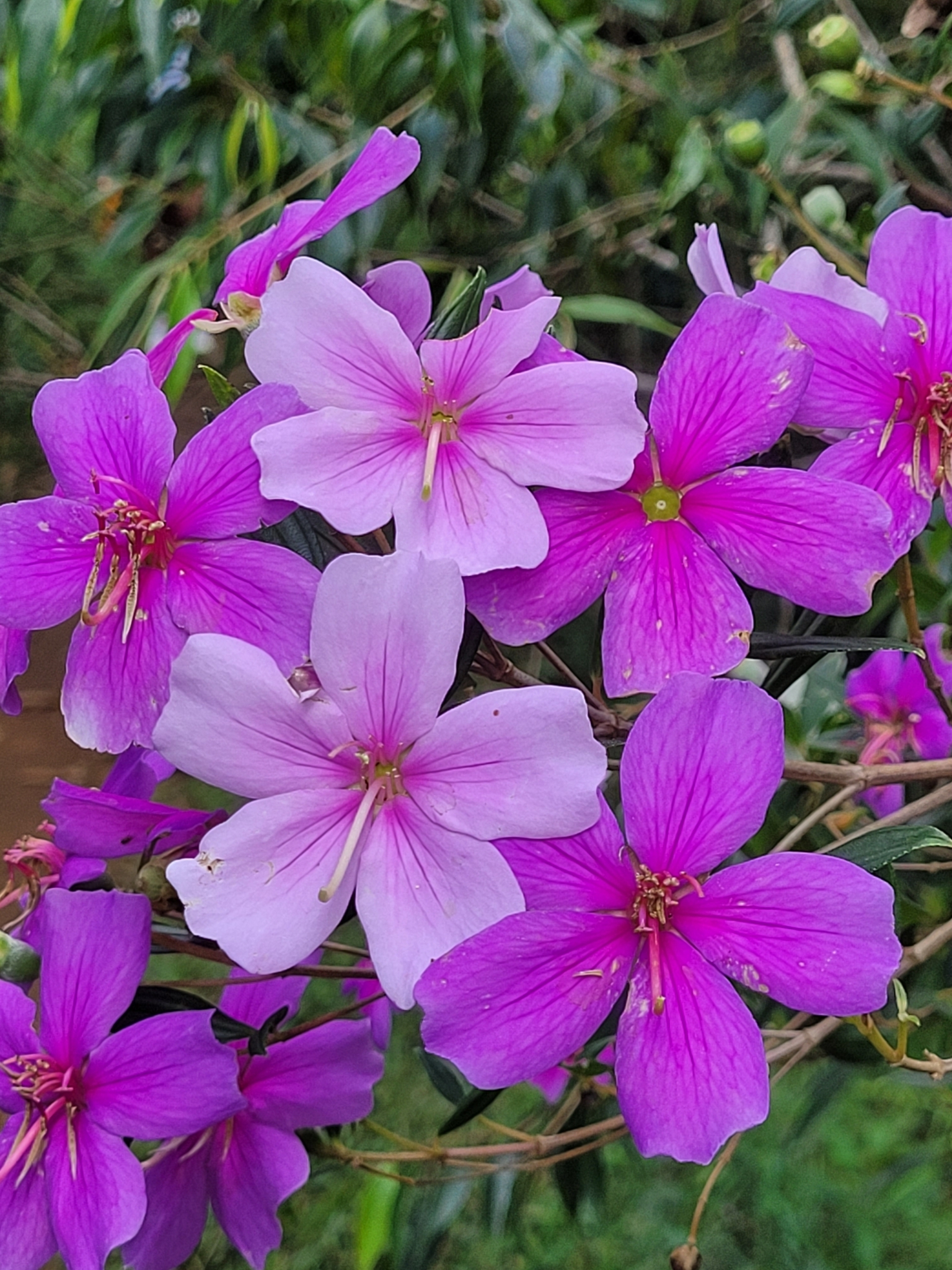 Imagem de Manacá da serra