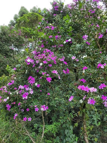 Foto de Manacá da serra
