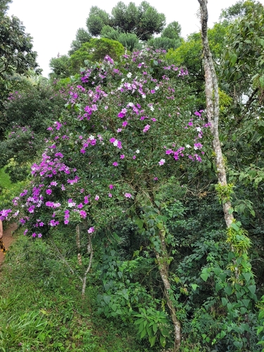 Foto de Manacá da serra