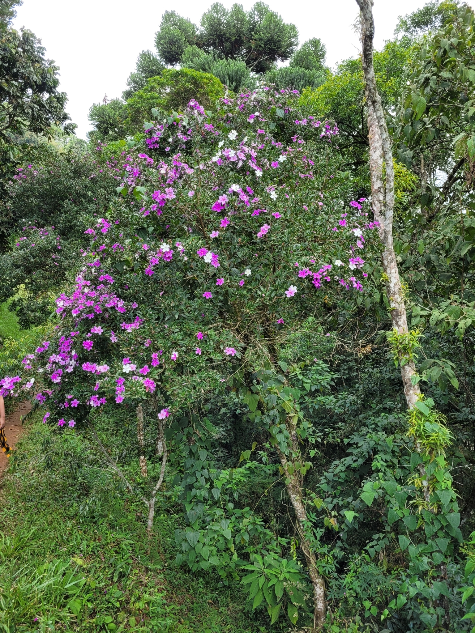 Imagem de Manacá da serra