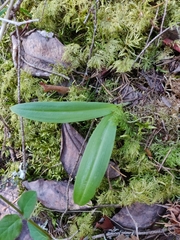 Platanthera unalascensis