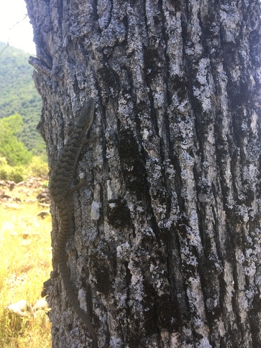 iNaturalist observation photo of Southern Alligator Lizard