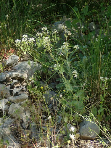 Image of Peltaria alliacea by (c) Daniel Cahen, some rights reserved (CC BY)