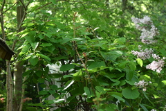 Actinidiaceae