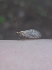 Hemerobius humulinus