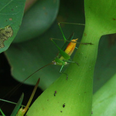 Orthoptera